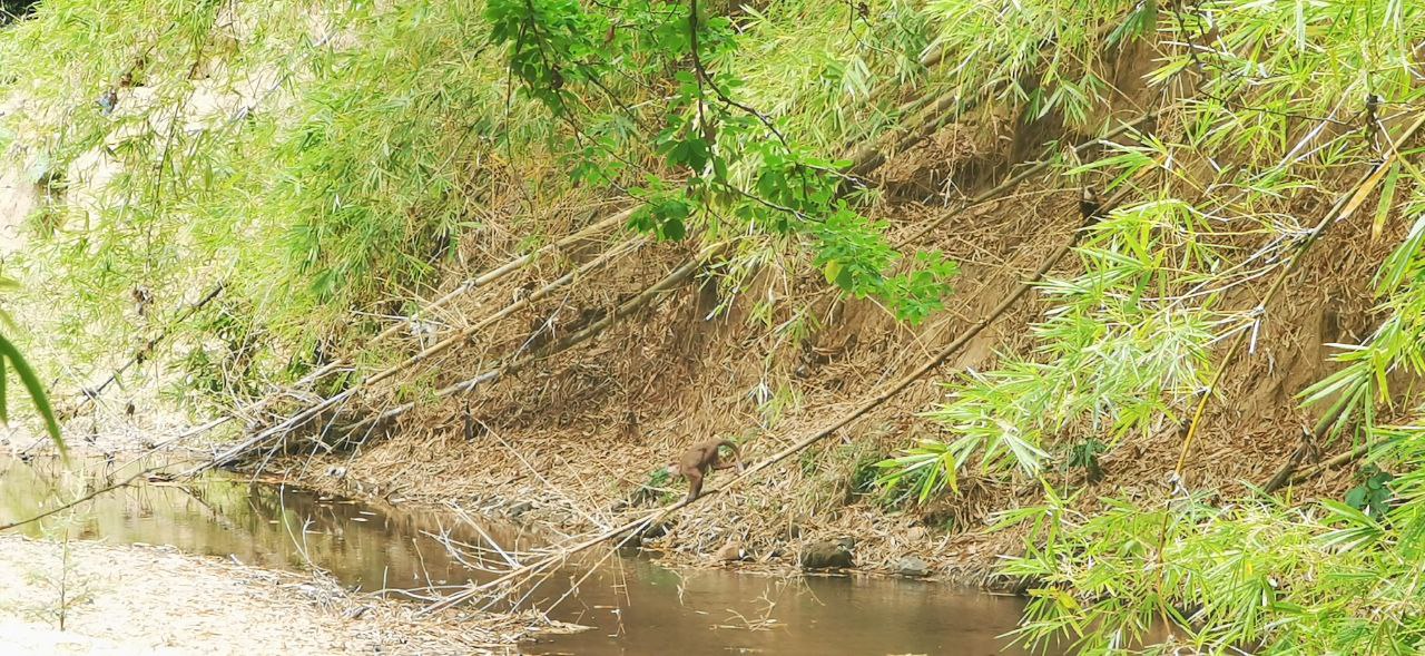Plan de Manejo ambiental